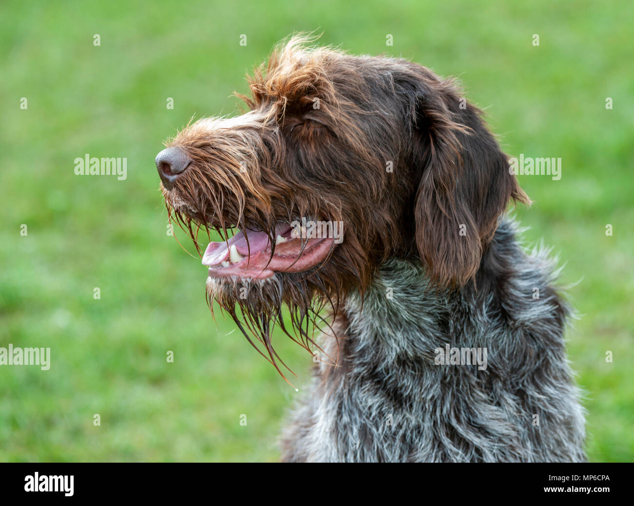 Griffon Korthals - Cane - un puntamento Wirehaired e cane da caccia un popolare hound utilizzato come un gundog in Europa Foto Stock Griffon Korthals - Cane - un puntamento Wirehaired e cane da caccia un popolare hound utilizzato come un gundog in Europa Foto Stock