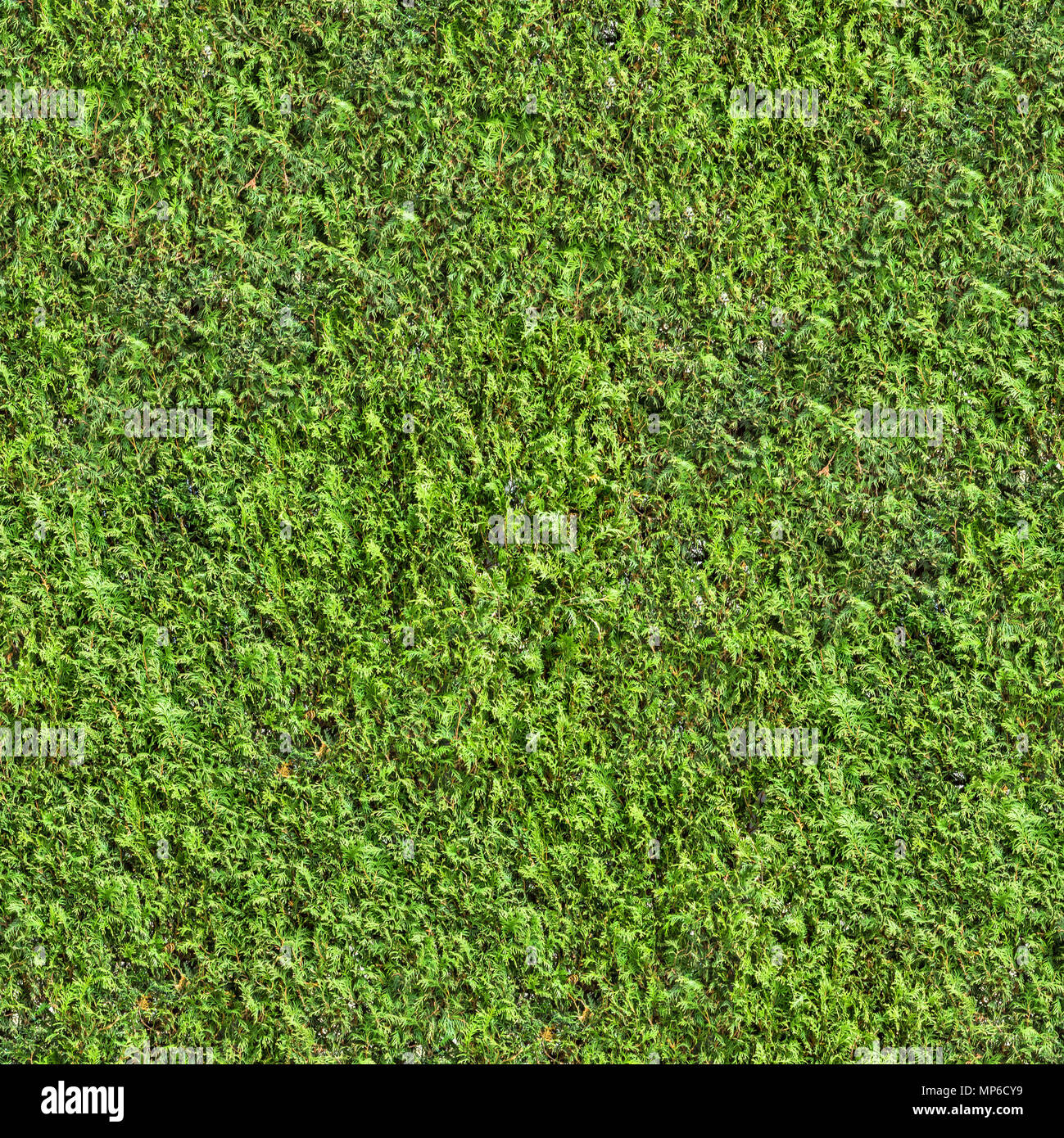 Di conifere albero sempreverde con piccole foglie. Foto Stock