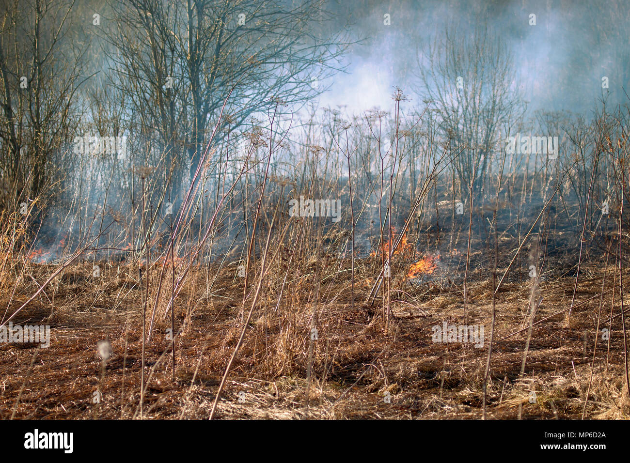 Prairie fire. Erba secca sfolgora tra boccole, fire in boccole area. Incendio in un arbusto uccide un enorme numero di piccoli animali, specialmente insetti. Il cambiamento climatico, i Foto Stock