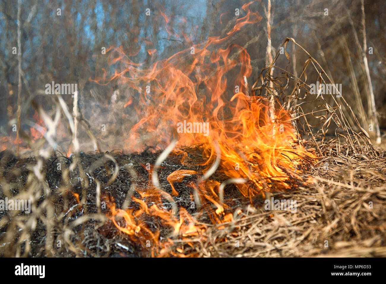 Prairie fire. Erba secca sfolgora tra boccole, fire in boccole area. Incendio in un arbusto uccide un enorme numero di piccoli animali, specialmente insetti. Il cambiamento climatico, i Foto Stock