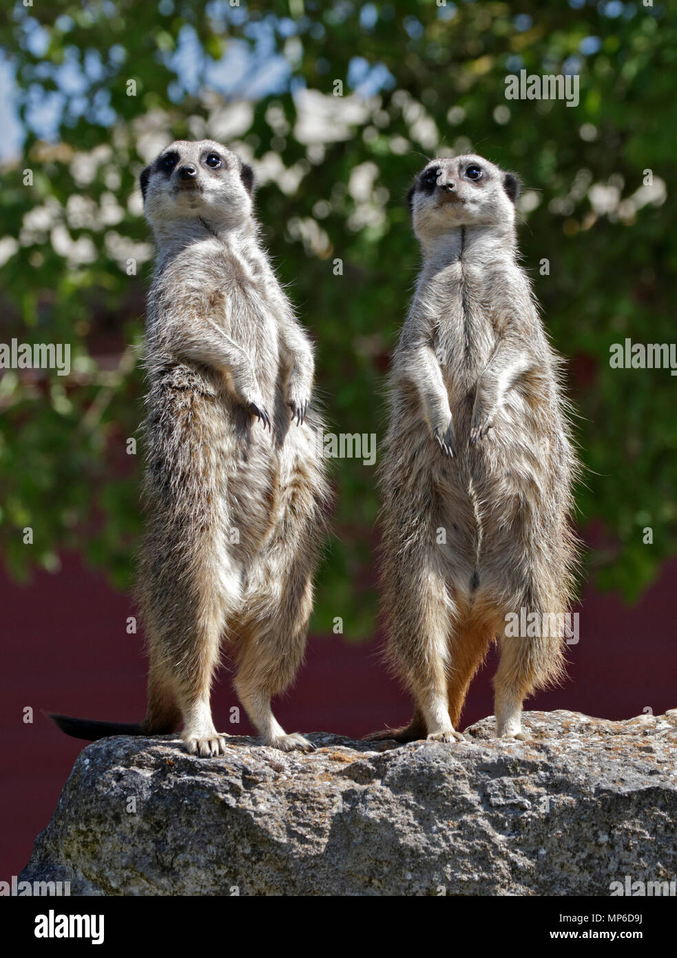 Il miele delle api di bere da Bird Bath, Regno Unito Foto Stock