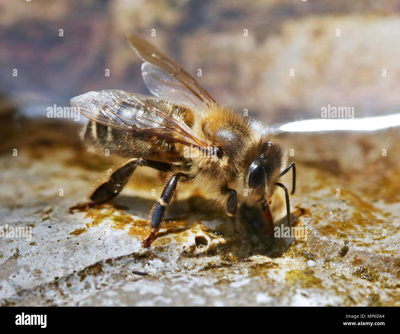 Il miele delle api di bere da Bird Bath, Regno Unito Foto Stock