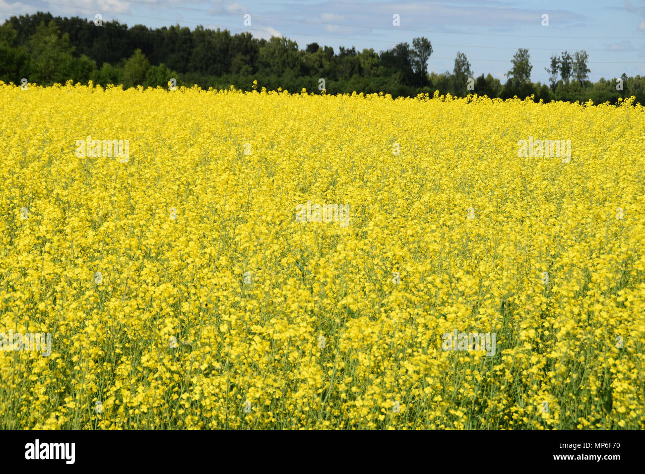 Campo di colore giallo brillante di colza (Brassica napus) in estate. Foto Stock