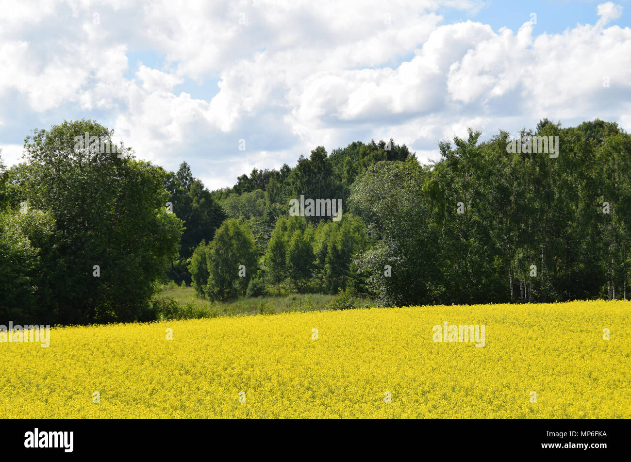 Campo di colore giallo brillante di colza (Brassica napus) in estate. Foto Stock