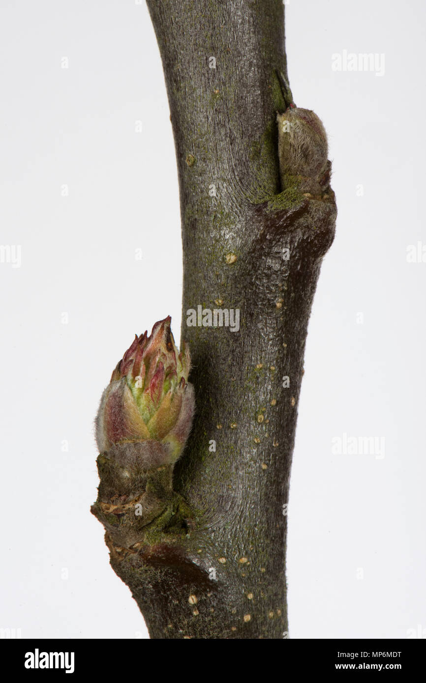 Foglie strette e germoglio di fiore di un ramoscello di apple nel tardo inverno inizio a gonfiarsi e inizia ad aprirsi Foto Stock