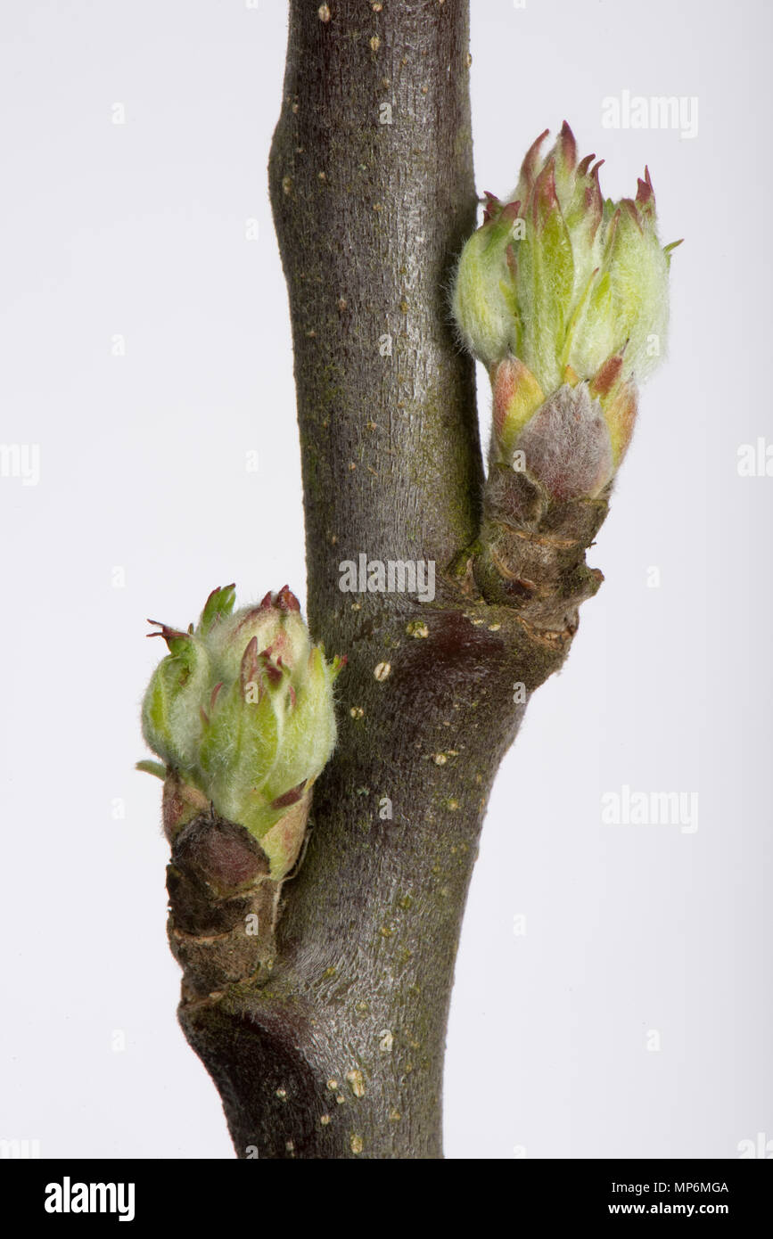 Foglia e fiore nascere un ramoscello apple rigonfiamento e iniziando ad aprire a inizio primavera Foto Stock