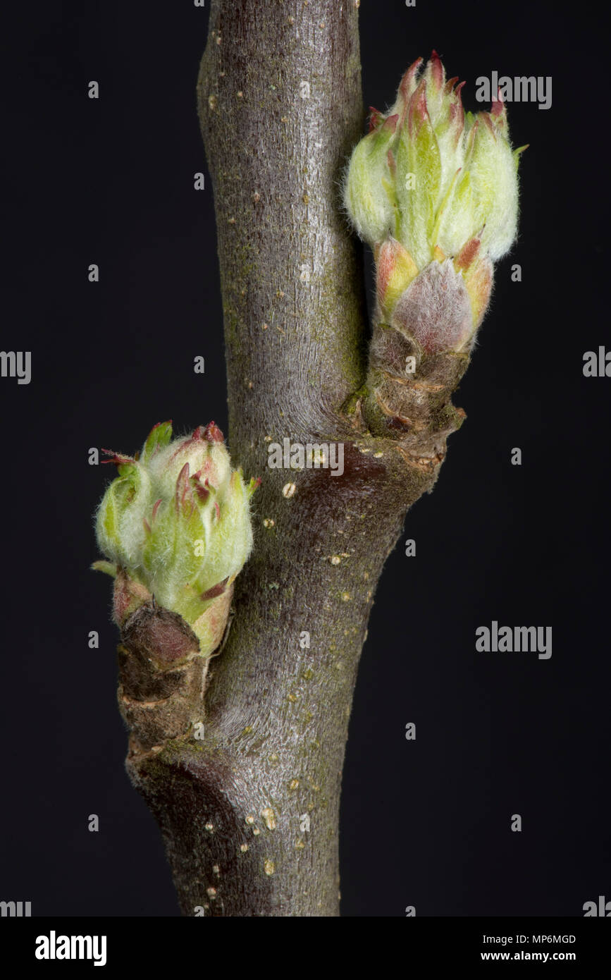 Foglia e fiore nascere un ramoscello apple rigonfiamento e iniziando ad aprire a inizio primavera Foto Stock