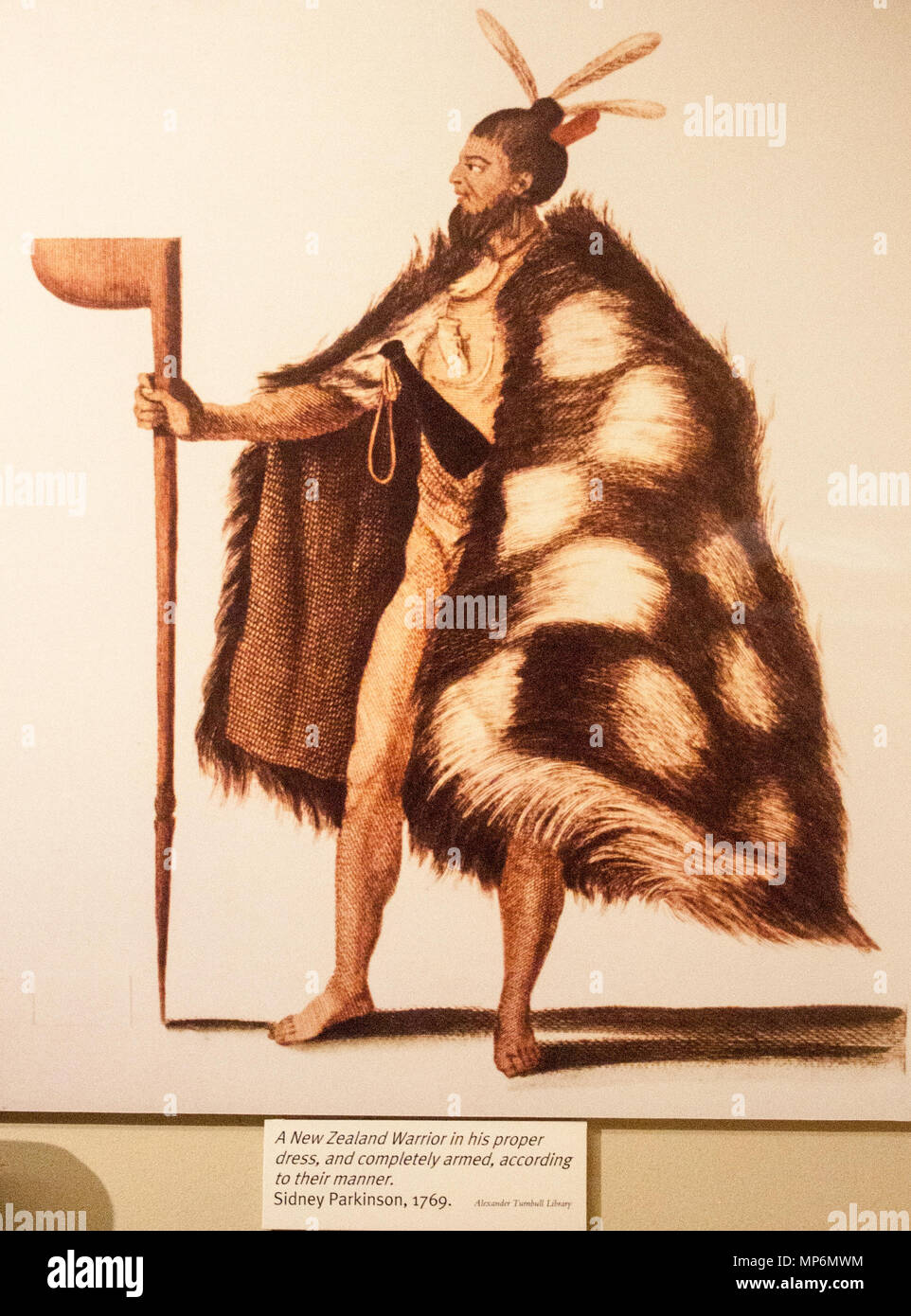 Guerriero Maori 1769. 923 Nuova Zelanda Warrior - Disegno di Sidney Morbo di Parkinson Foto Stock