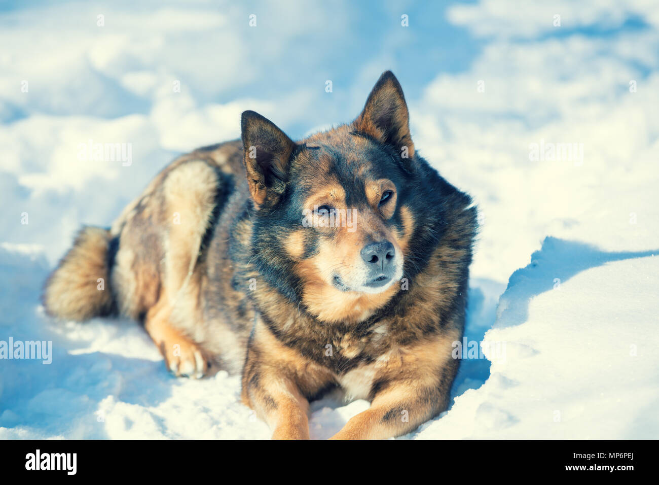 Cane giacente all'aperto nella neve in inverno. Il cane ha un resto nella neve Foto Stock
