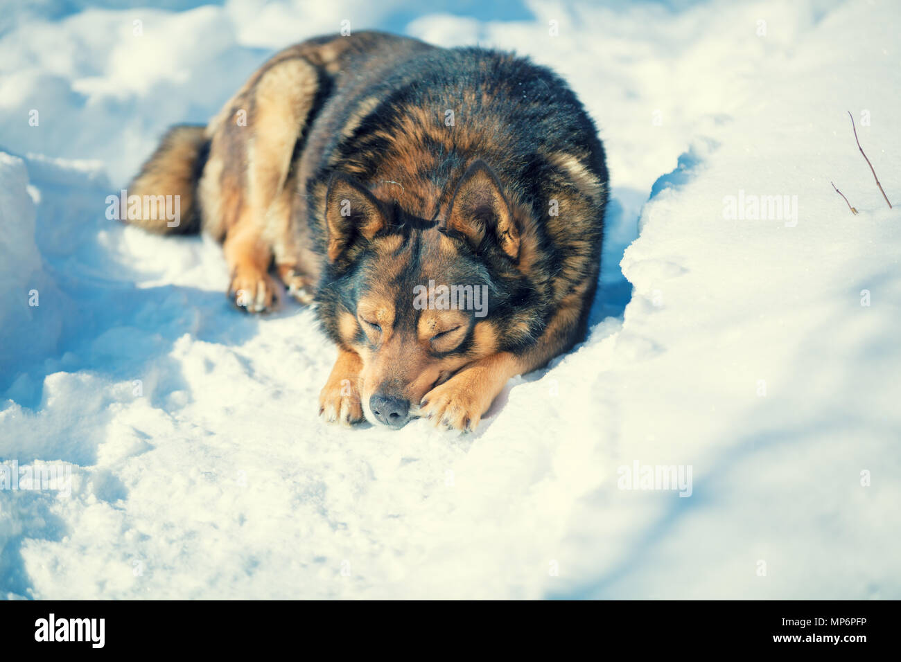 Cane giacente all'aperto nella neve in inverno. Un triste cane dorme nella neve Foto Stock