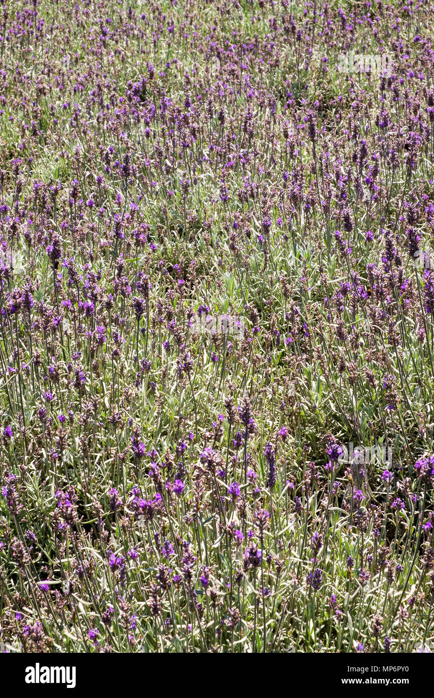 Estate di lavanda in un giardino aiuola piena di sfondo del telaio Foto Stock