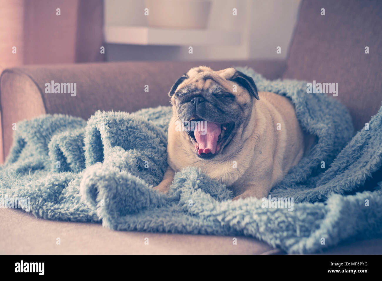Domenica mattina il tempo con la luce della finestra a casa per un bel marrone funny pug pigri svegliatevi con la bocca aperta e sbadiglio. stanco per andare concetto di lavoro. Foto Stock