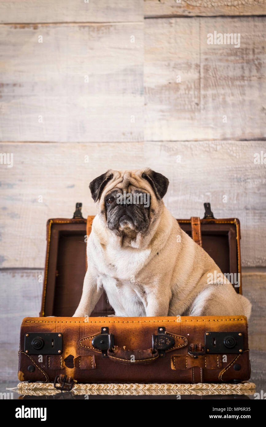 Cane pug dolce e divertente all'interno di un bagaglio sul tavolo, sempre pronto per iniziare. wanderlust concetto e vecchio troppey vintage. Foto Stock