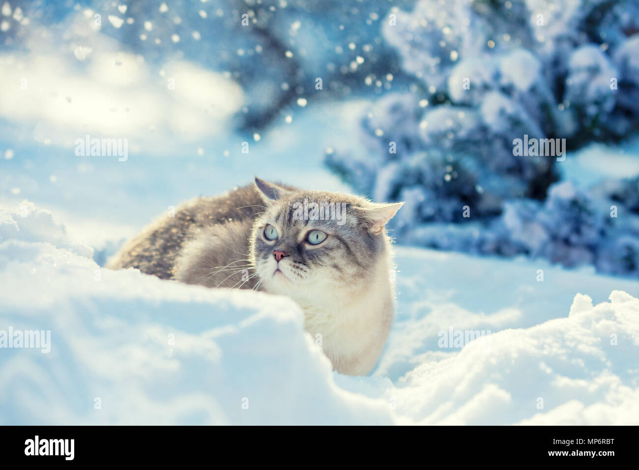 Cat passeggiate nei boschi innevati nella giornata di sole Foto Stock