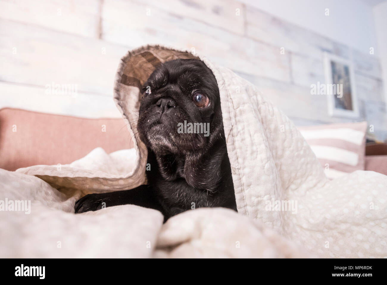 Pug cane si diverte a giocare sotto la coperta. Sdraiato su un lettino di marrone, si guarda con gli occhi di gara avvolto in una coltre bianca. Foto Stock