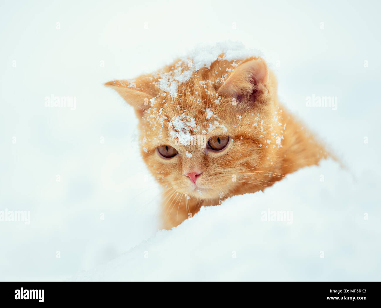 Little Red kitten a piedi nella neve profonda in inverno Foto Stock