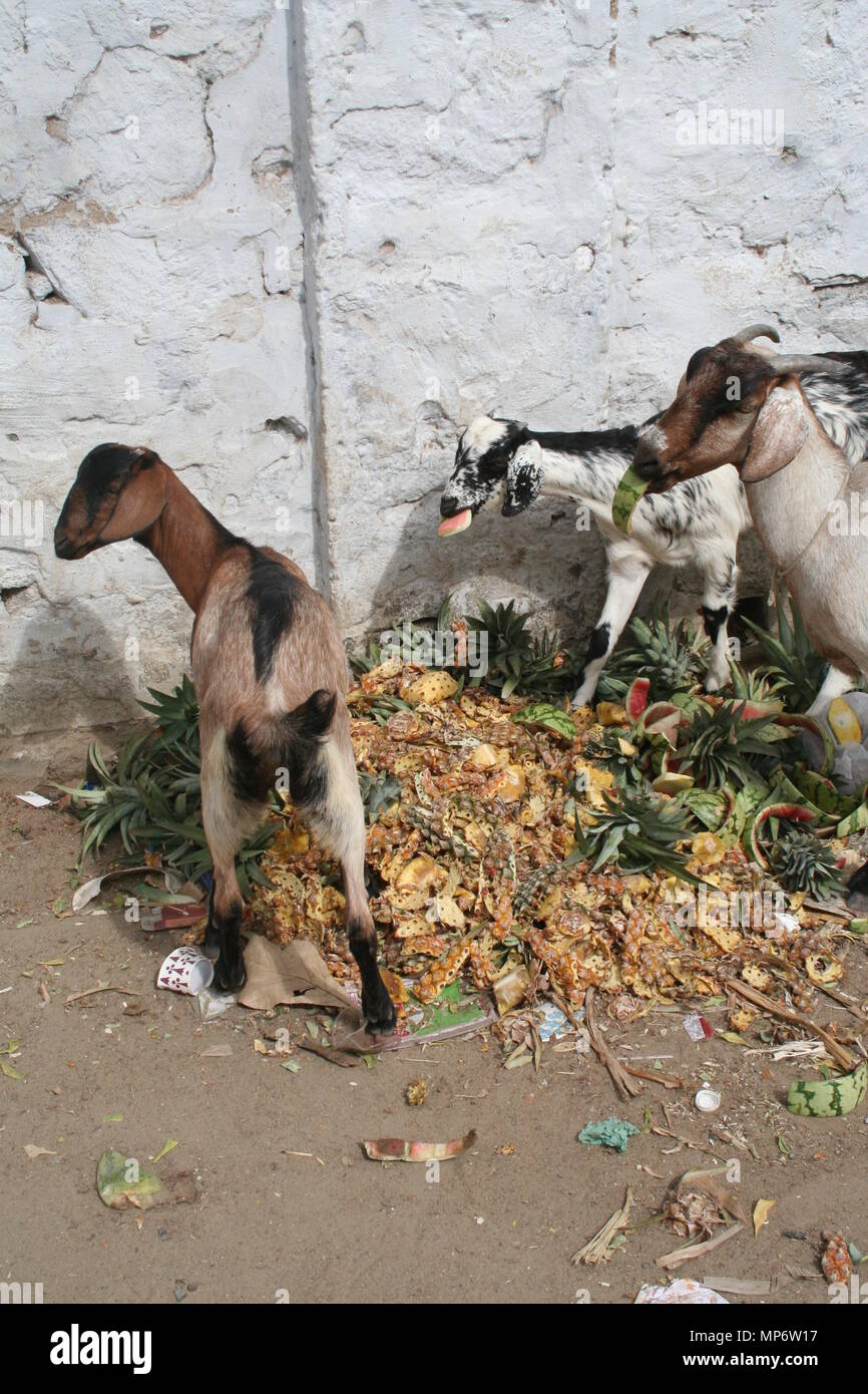 Capre di mangiare la spazzatura in India Foto Stock