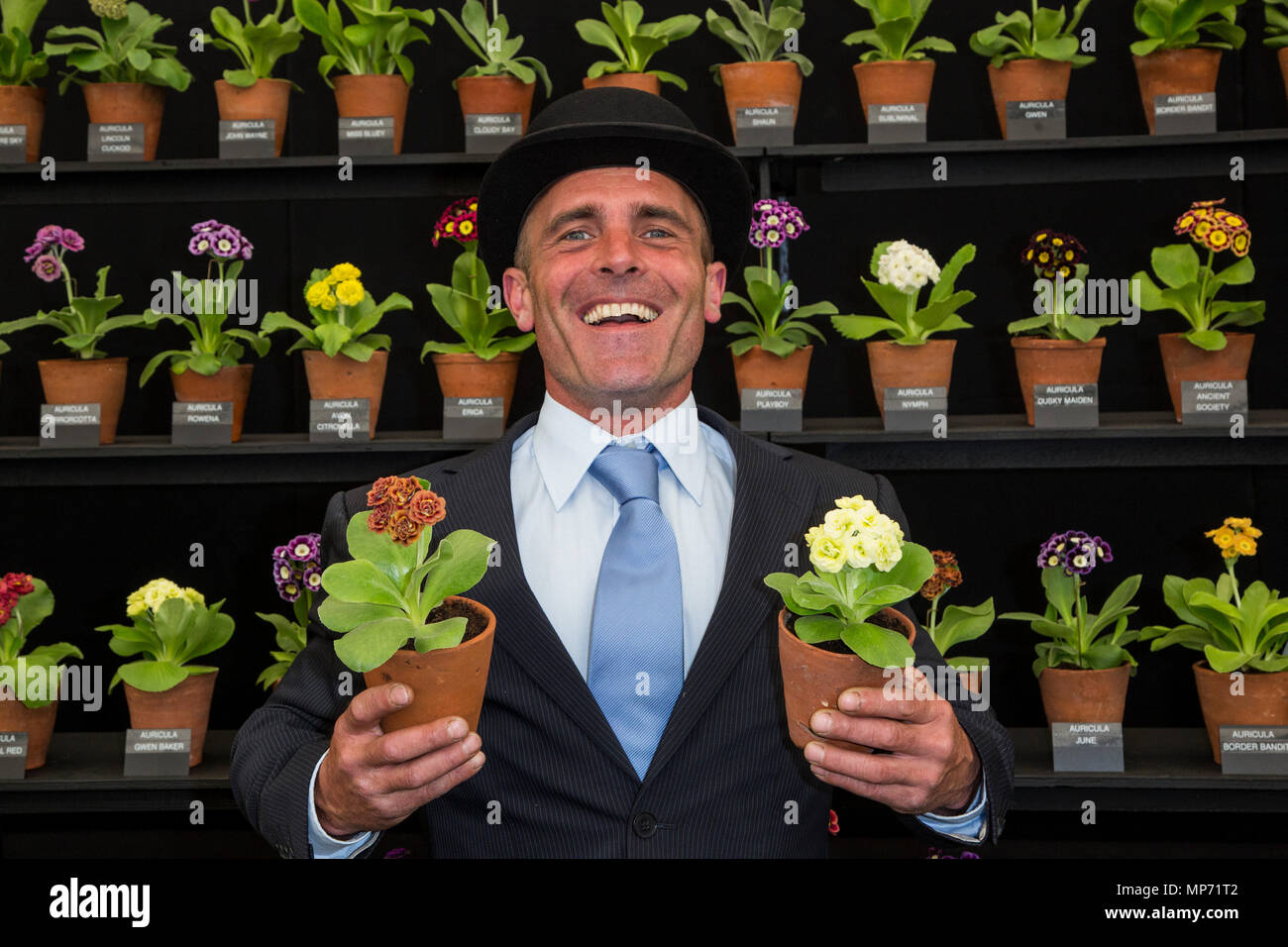 Londra, Regno Unito. Il 21 maggio 2018. Simon Lockyer di W & S Lockyer orgogliosamente mostra fuori il suo padiglione auricolare Primula piante. Premere il tasto giorno al 2018 RHS Chelsea Flower Show che si apre al pubblico il domani. Foto: Bettina Strenske/Alamy Live News Foto Stock