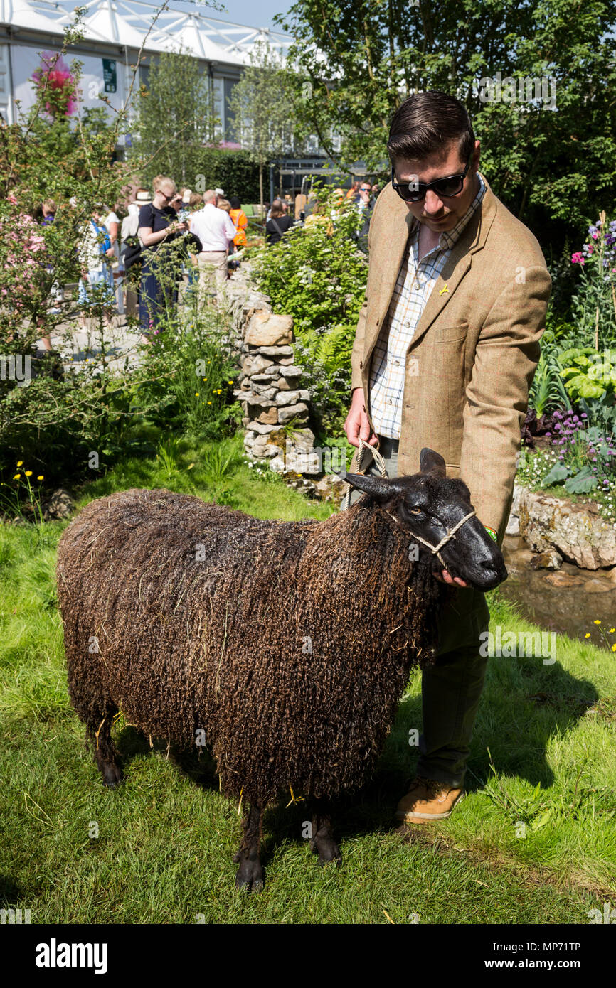 Londra, Regno Unito. Il 21 maggio 2018. Nero Wensleydale pecore presso il benvenuto a Yorkshire visualizza giardino. Premere il tasto giorno al 2018 RHS Chelsea Flower Show che si apre al pubblico il domani. Foto: Bettina Strenske/Alamy Live News Foto Stock