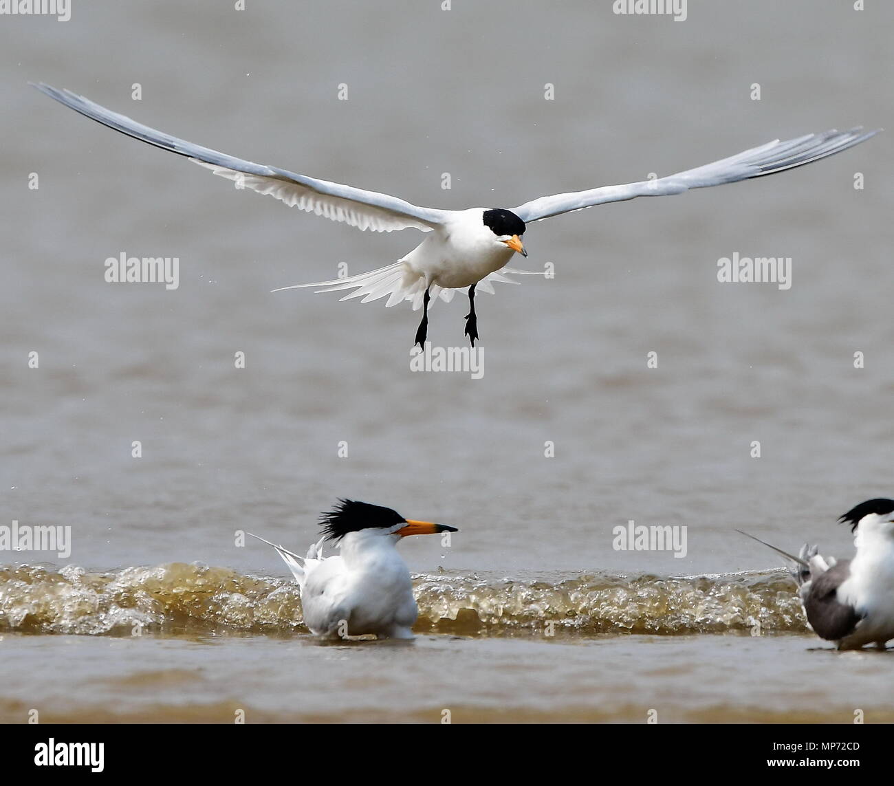 (180521) -- FUZHOU, 21 maggio 2018 (Xinhua) -- in pericolo critico minore cinese Crested Sterne sport sulla riva di un estuario dove il fiume Minjiang incontra il mare, nel sud-est della Cina di provincia del Fujian, 20 maggio 2018. (Xinhua/Mei Yongcun) (lb) Foto Stock