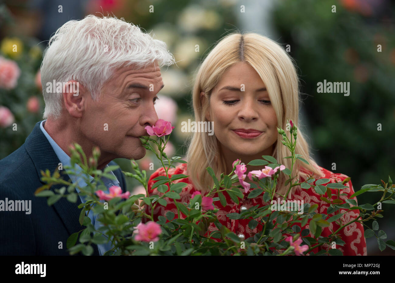 Royal Hospital Chelsea, Londra, Regno Unito. 21 Maggio, 2018. Premere il tasto giorno per la RHS Chelsea Flower Show 2018. Foto: Phillip Schofield e Holly Willoughby, ITV questa mattina i presentatori, svela una rosa speciale denominata 'la mattina' per celebrare il programma 30 anni sulla TV, lanciato da Harkness Rose. Credito: Malcolm Park/Alamy Live News. Foto Stock