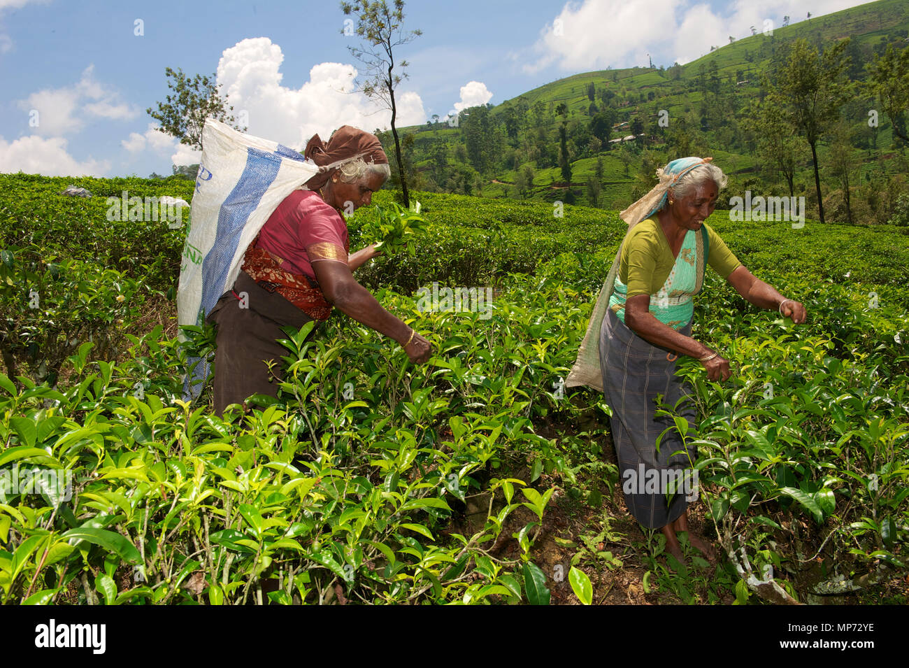 Il 20 marzo 2018, Sri Lanka, Hatton: Tamil raccoglitori di tè raccogliere le foglie di tè la piantagione di Strathdon nel piccolo villaggio di Hatton, nei pressi di Kandy.C Photo: Ursula Düren/dpa Foto Stock