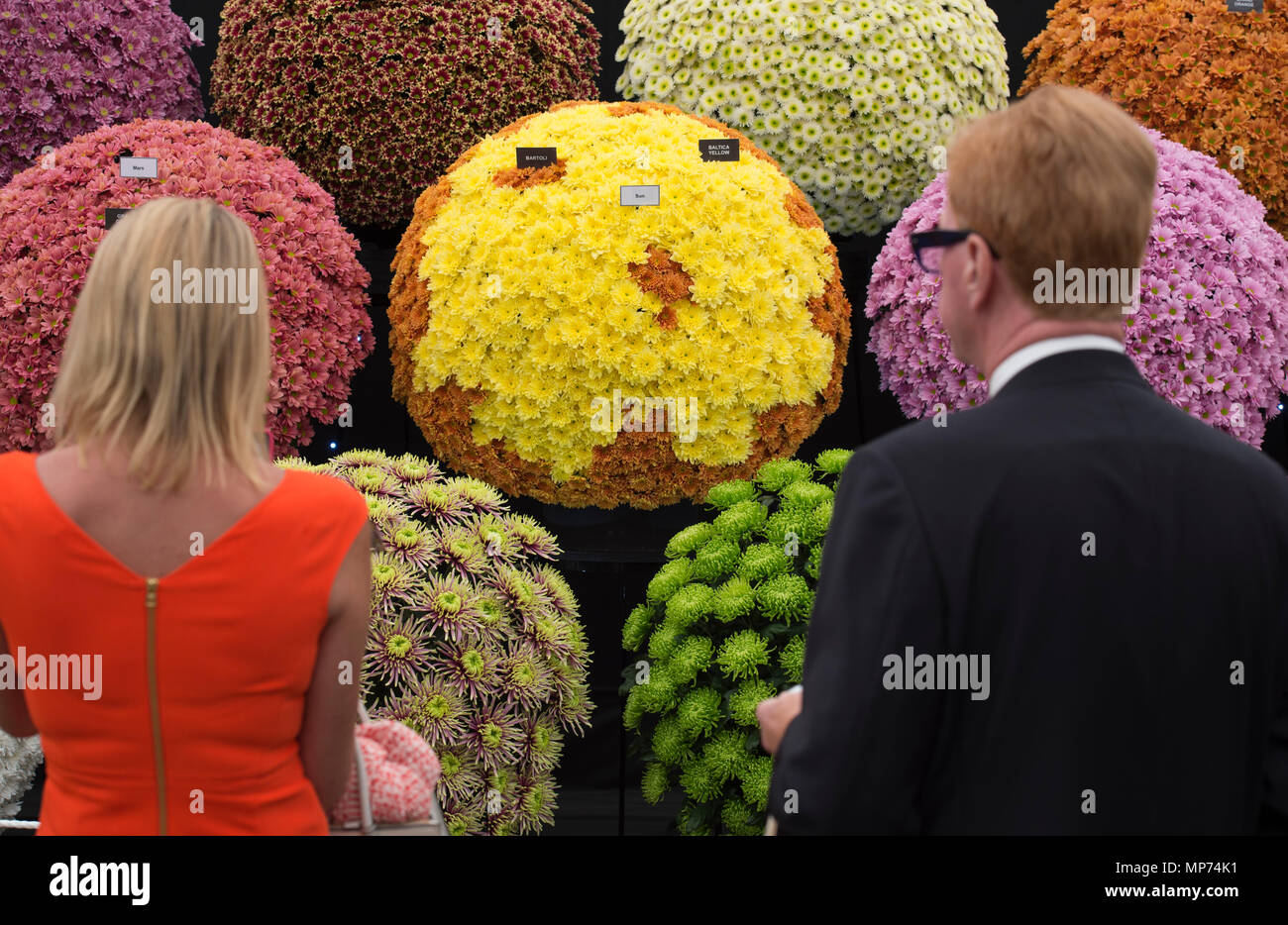 Royal Hospital Chelsea, Londra, Regno Unito. 21 Maggio, 2018. Premere il tasto giorno per la RHS Chelsea Flower Show 2018. Foto: colori vibranti nel grande padiglione. Credito: Malcolm Park/Alamy Live News. Foto Stock