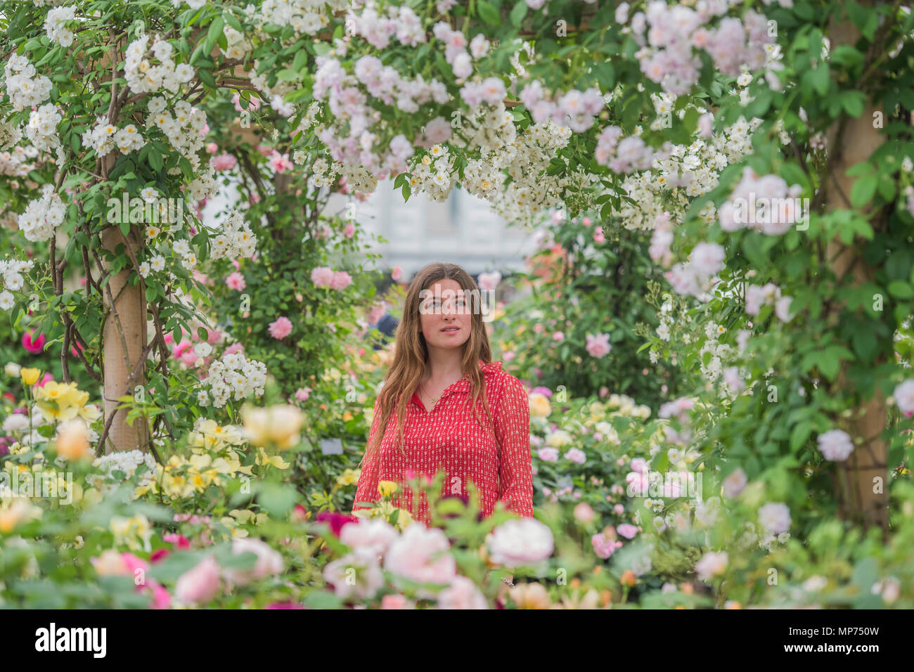 Londra, Regno Unito. 21 maggio 2018. La David Austin stand - Premere Giorno della RHS Chelsea Flower Show presso il Royal Hospital Chelsea. Credito: Guy Bell/Alamy Live News Foto Stock