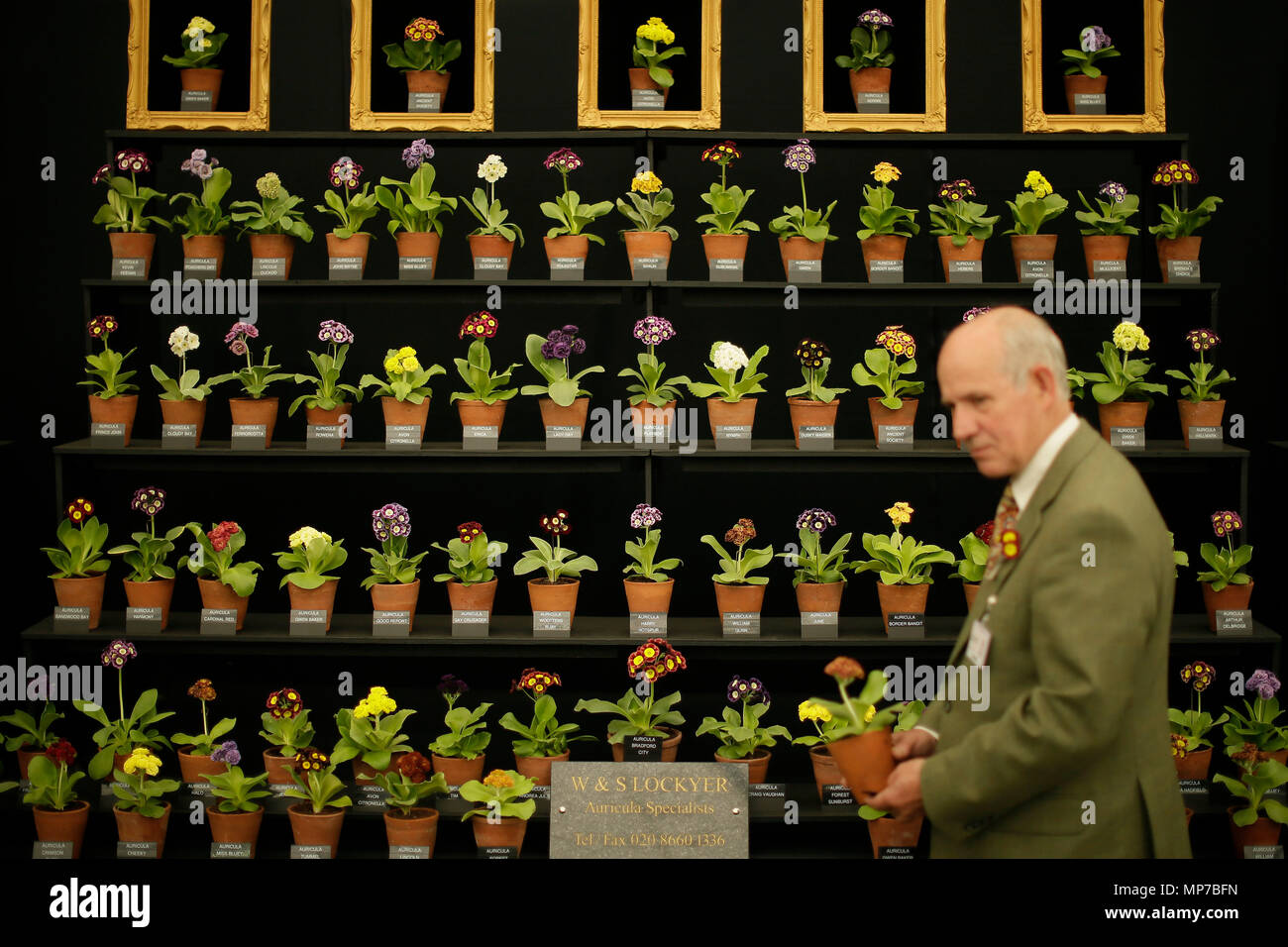 Londra, Gran Bretagna. 21 Maggio, 2018. Un uomo si prepara la sua visualizzazione alla RHS Chelsea Flower Show tenutosi nel parco del Royal Hospital Chelsea a Londra, Gran Bretagna, il 21 maggio 2018. Il Chelsea Flower Show, altrimenti noto come il grande spettacolo primaverile e detenute dalla Royal Horticultural Society (RHS), è il più grande fiore e giardino paesaggistico mostra nel Regno Unito. Credito: Tim Irlanda/Xinhua/Alamy Live News Foto Stock