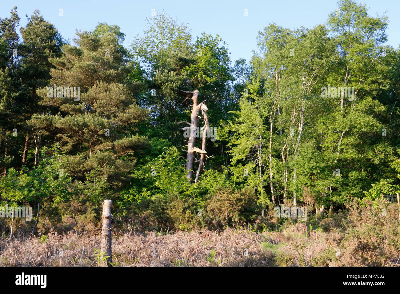Sovradimensionate coperchio di scarico Foto Stock