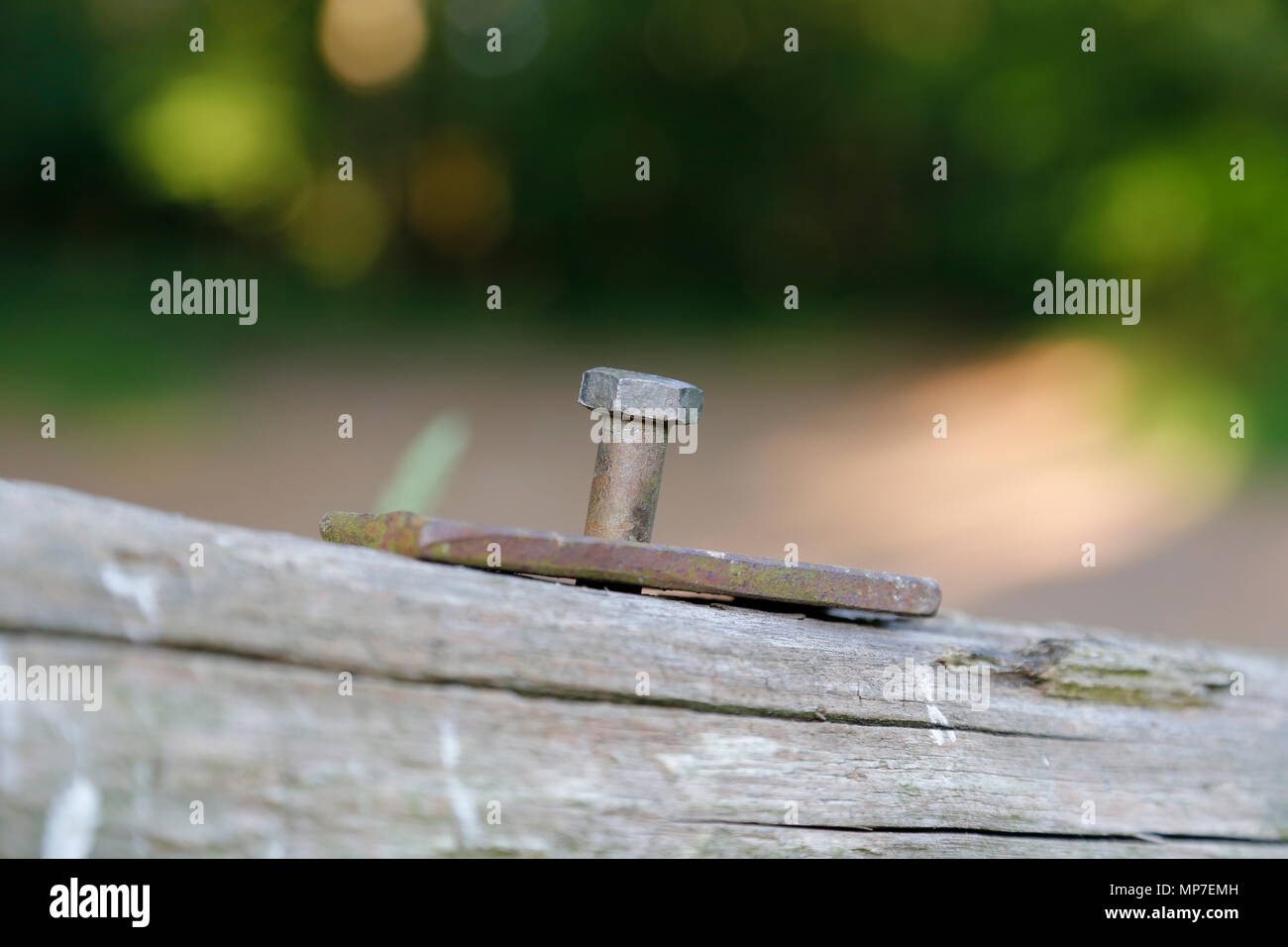 Metallo arrugginito bullone nel palo di legno Foto Stock