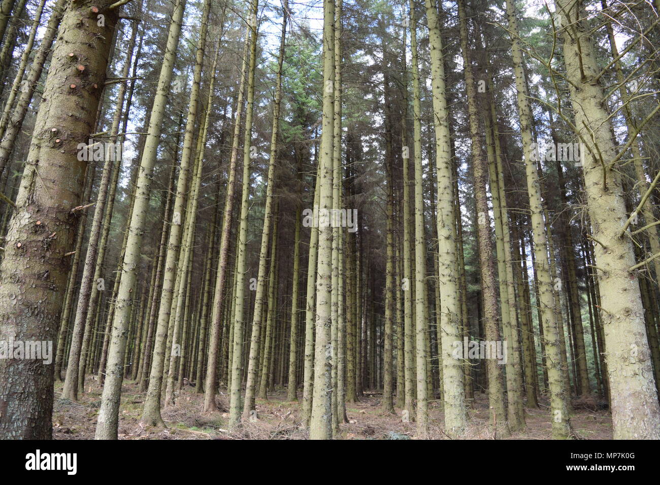 L'ananas e Dunmore vicino casa airth Scozia,grandi alberi. Foto Stock