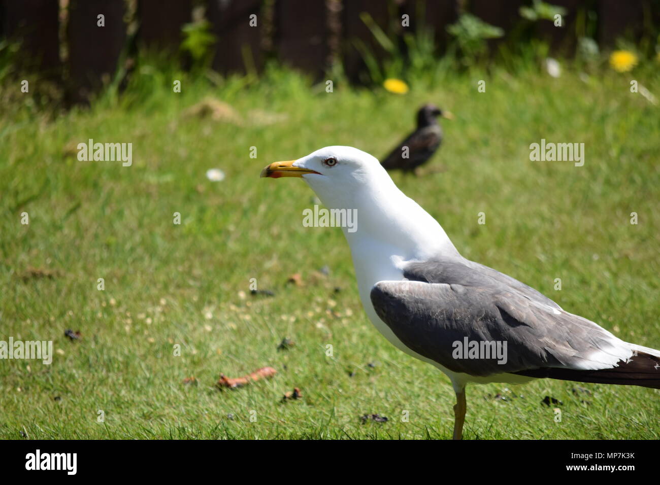 Highland mucca con vitello,Loch Tay Scozia,seagull mangiare una salsiccia di link nel mio giardino sul retro,falkirk in Scozia. Foto Stock