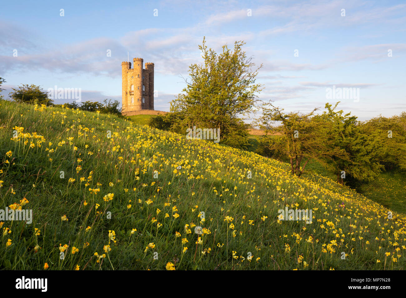 Cowslips in primavera con la torre di Broadway in inizio di mattina di sole, Broadway, Cotswolds, Worcestershire, England, Regno Unito, Europa Foto Stock