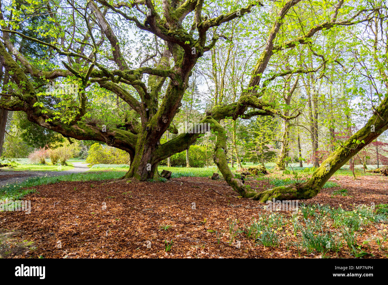 Un cavallo antico castagno (Aesculus hippocastanum) con rami ricoperti di moss in motivi di Inveraray Castle, Argyll & Bute, Scotland, Regno Unito Foto Stock