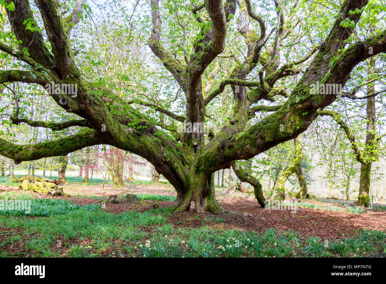 Un cavallo antico castagno (Aesculus hippocastanum) con rami ricoperti di moss in motivi di Inveraray Castle, Argyll & Bute, Scotland, Regno Unito Foto Stock
