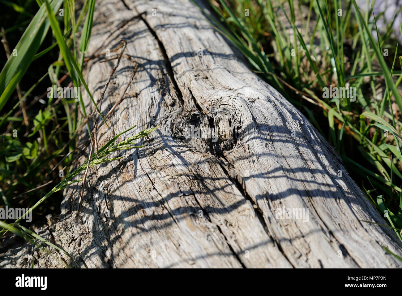 Vecchi log secco nel campo di erba Foto Stock