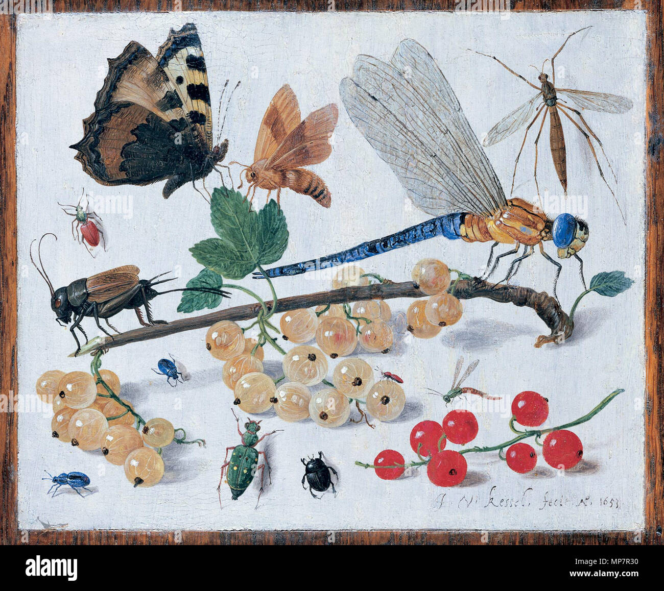 Sconosciuto. Disegni di insetti . 1653. 704 Jan van Kessel 002 Foto Stock