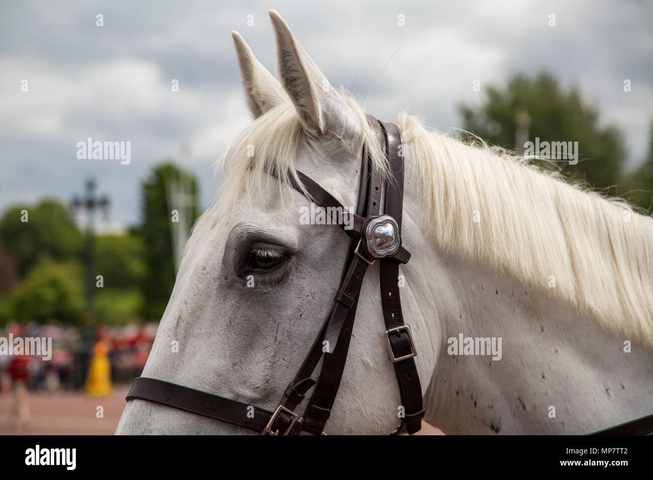 Testa di cavallo stretta fino Foto Stock