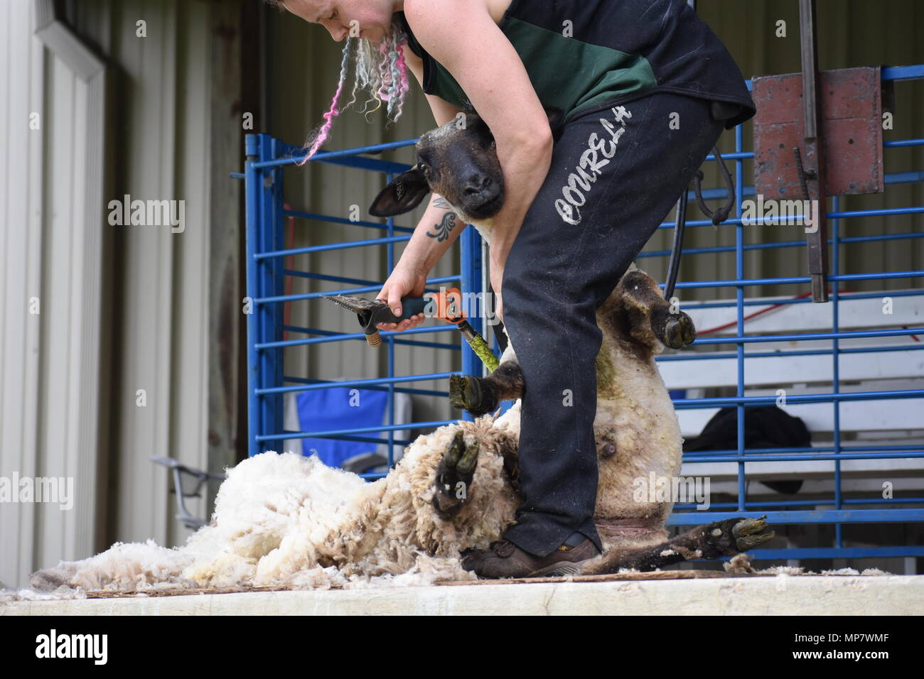 La tosatura delle pecore presso il 2018 pecore e Festival di lana Foto Stock