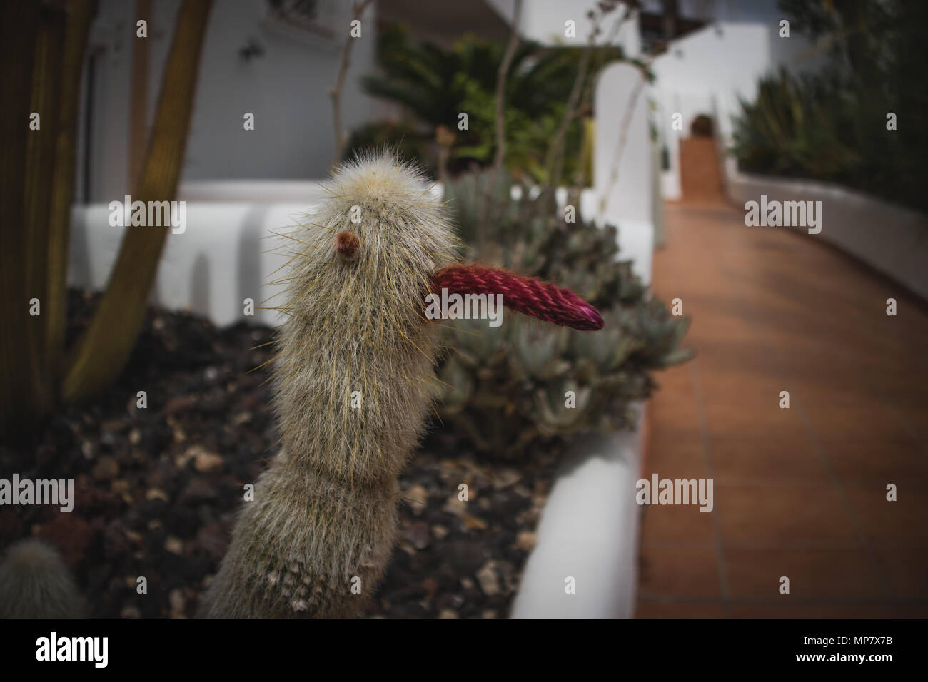 Funny soffici cactus con cavoli rossi guardando come occhio e un becco di uccello. Foto Stock
