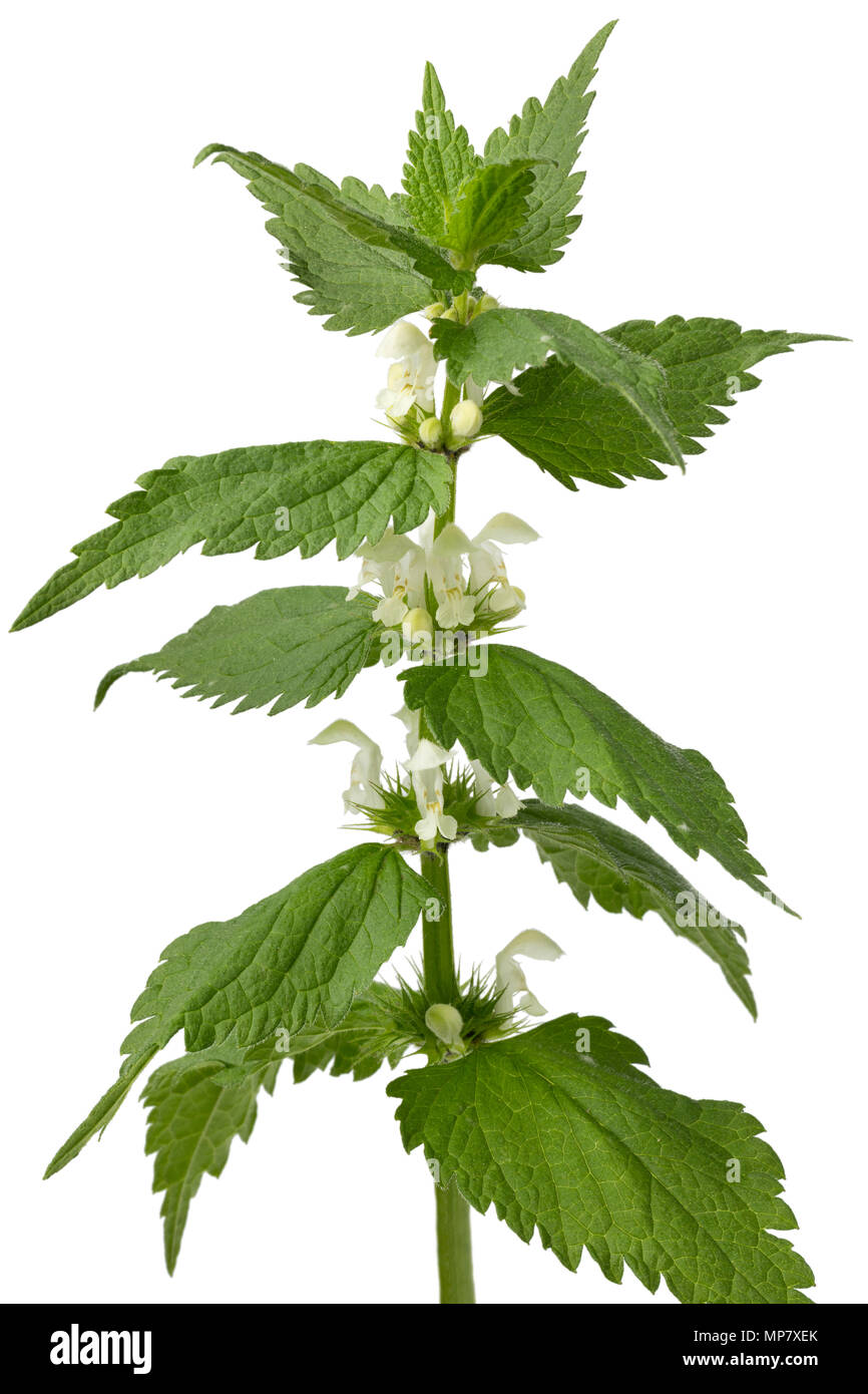 Rametto di bianco fresco dead ortica isolati su sfondo bianco Foto Stock