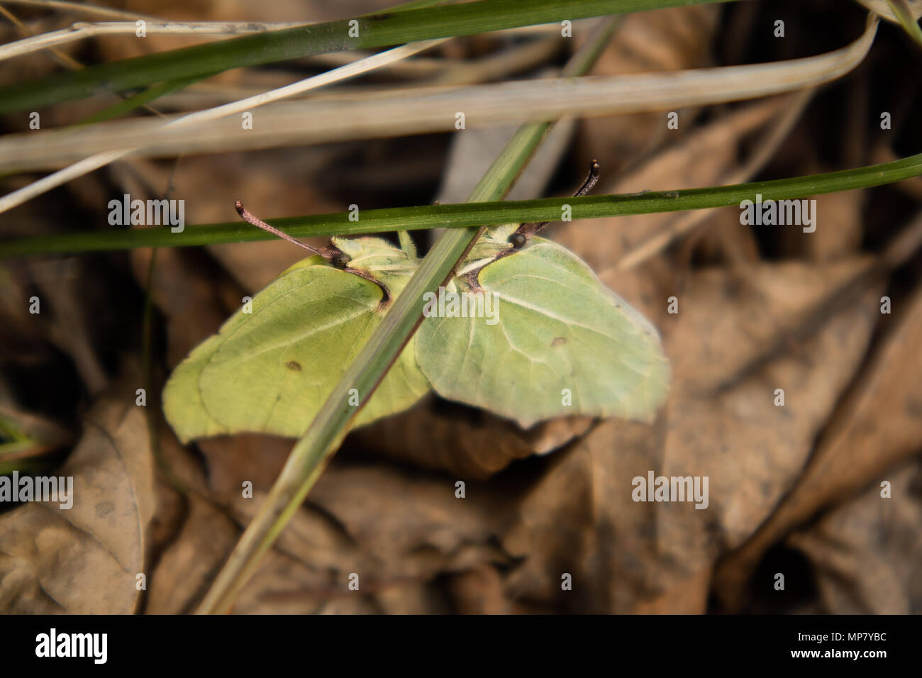 Close-up di due coniugati brimstone farfalle Gonepteryx rhamni Foto Stock