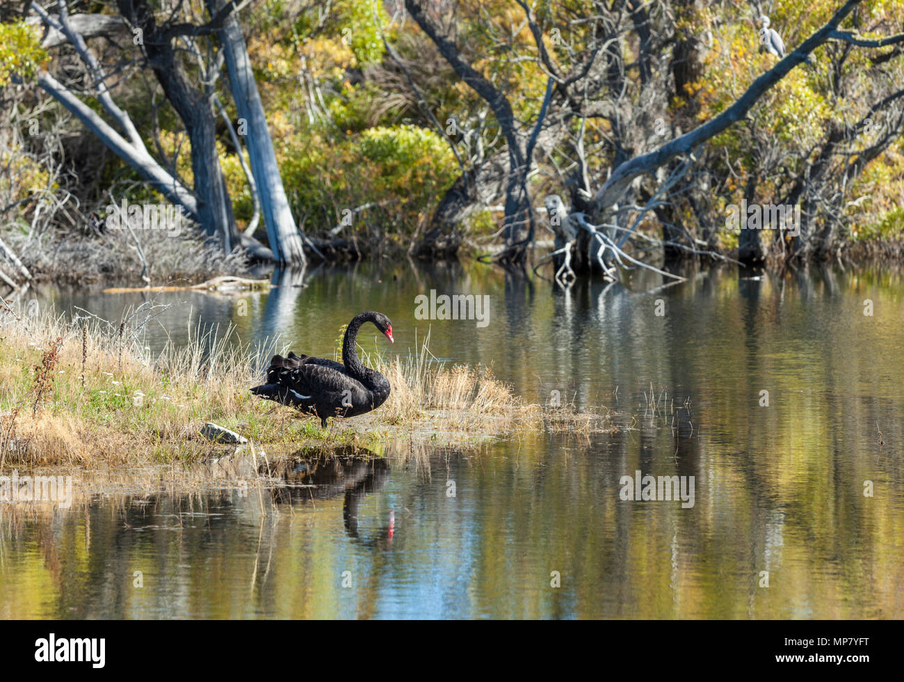 Nuova Zelanda un cigno nero sul lago Mcgregor un poco profondo lago glaciale di Tekapo vicino all'Isola Sud della Nuova Zelanda Canterbury regione del distretto di Mackenzie Foto Stock