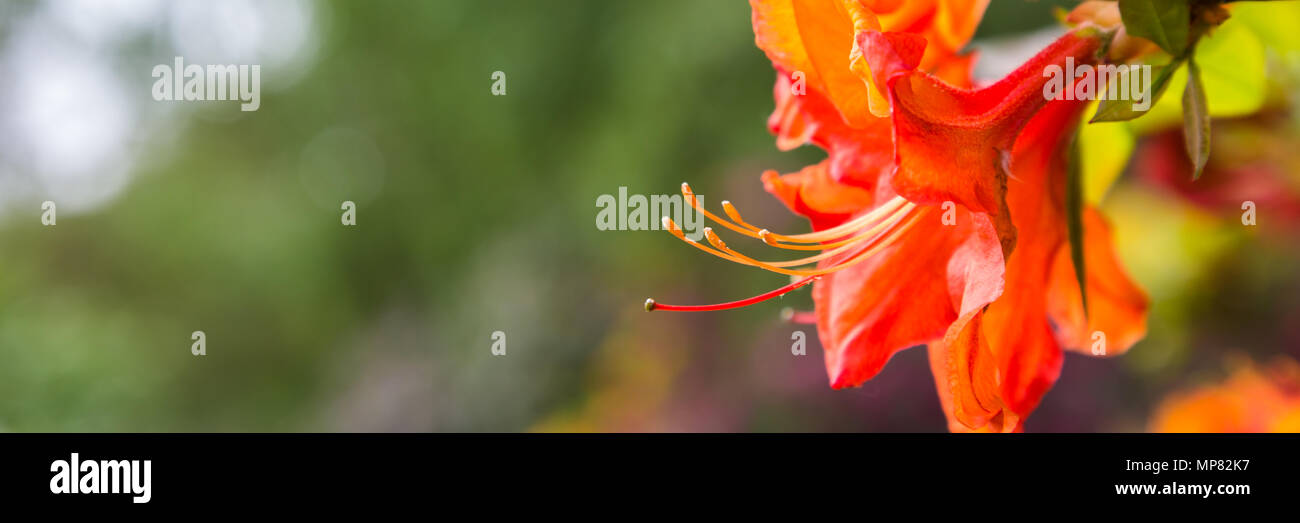 Bel colore arancione Azalea banner Foto Stock