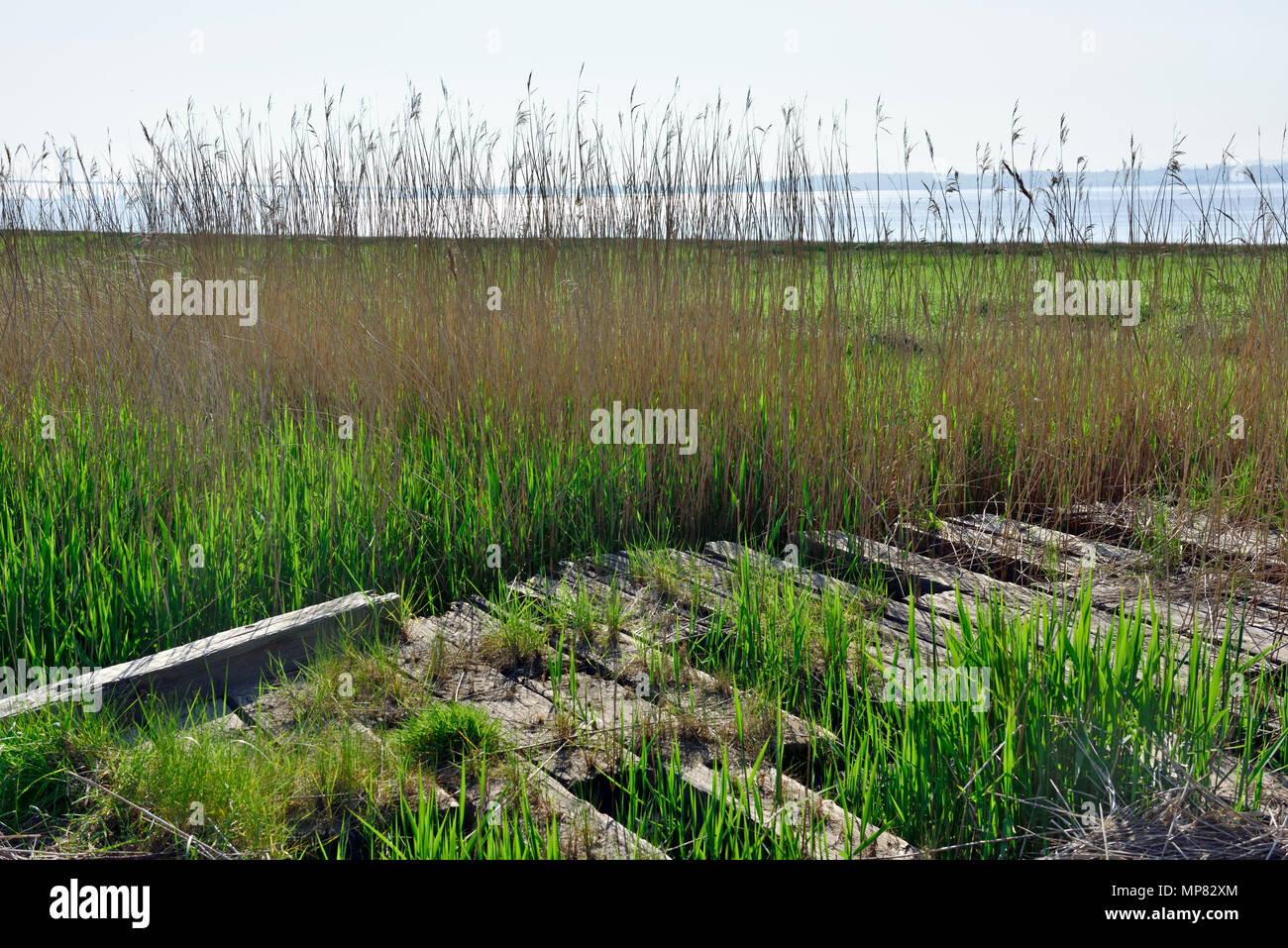 Severn Estuary, cambiamenti nel settore dei trasporti dei derelitti legnami del vecchio molo del traghetto Aust utilizzati per attraversare il fiume fino al 1966 Foto Stock