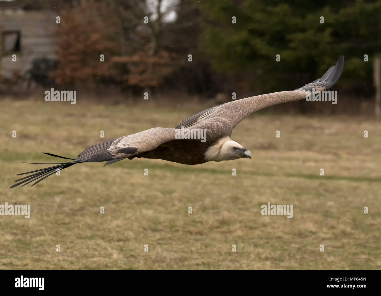 Rüppell il grifone Foto Stock