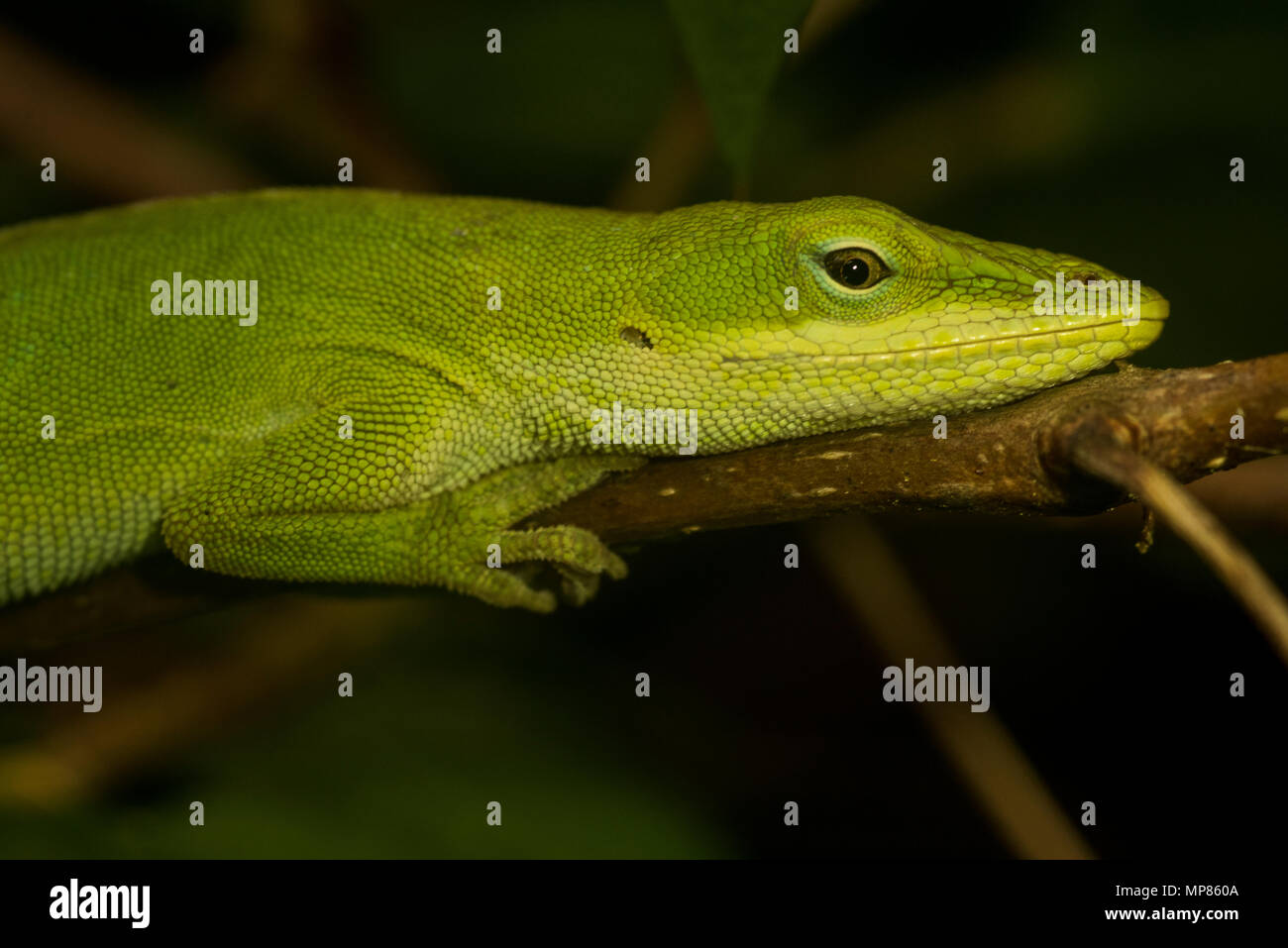 Il Carolina anole (Anolis carolinensis) noto anche come il verde, anole è il solo anole nativa per gli Stati Uniti. Foto Stock