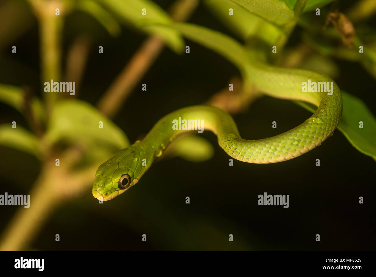 Una ruvida green snake (Opheodrys aestivus) nascosti tra i cespugli in un nord Carolinean foresta. Foto Stock