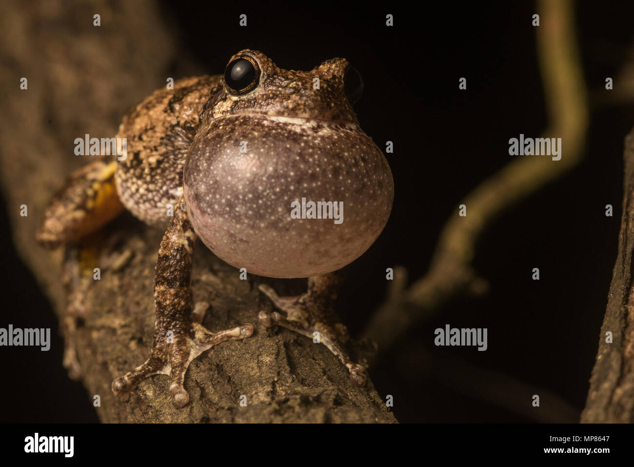 Un maschio di fronte grigie della raganella (Hyla chrysoscelis) rumorosamente trilling dal ramo di un albero al fine di attirare una femmina. Foto Stock